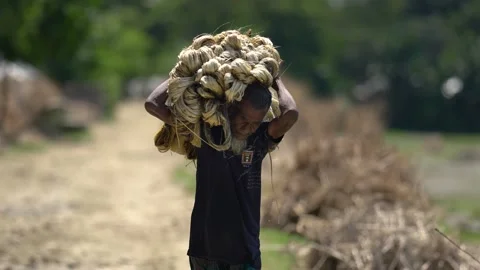 View of a man carrying a bundle of jute fiber, Bangladesh. Stock Footage 335558645