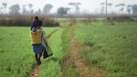 View of a man carrying a child through green fields in India. 스톡 동영상 335485614