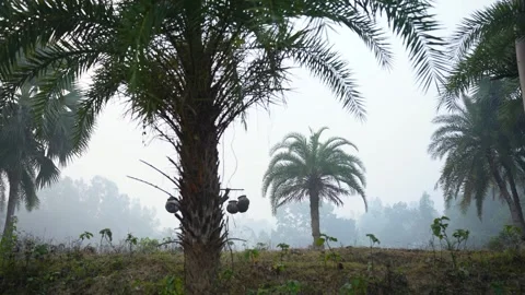 View of a man carrying clay pots among date palm trees, Bangladesh. Vídeos de archivo 335652892