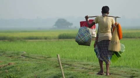 View of a man carrying goods through green fields in Bogura, Bangladesh. Video stock 334975166