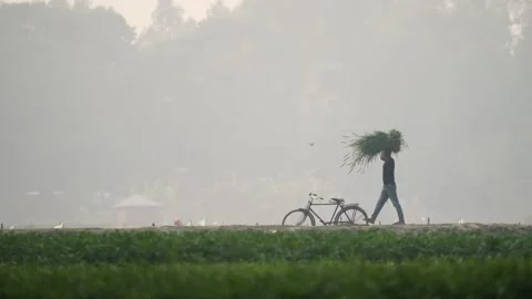 View of a man carrying grass in a misty field in Bogura, Bangladesh. Video stock 334972859