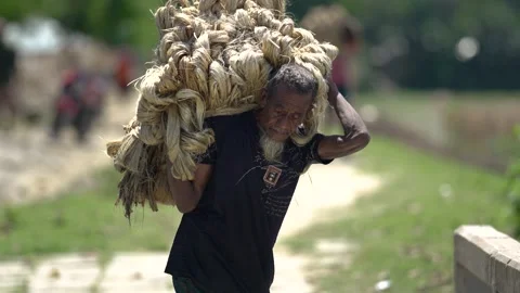 View of a man carrying a heavy bundle of jute fibers, Bangladesh. 스톡 동영상 335558867
