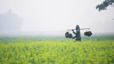 View of a man carrying pots through a mustard field, Bangladesh. Vídeos de archivo 335652321