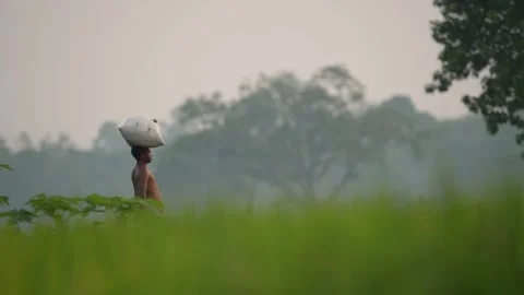 View of a man carrying a sack on his head in a field, Bangladesh. Video stock 334967699