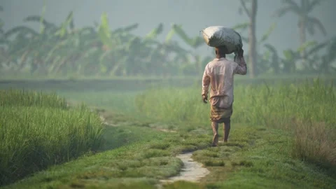 View of a man carrying a sack through rice fields in Bangladesh. Stock Footage 334946445