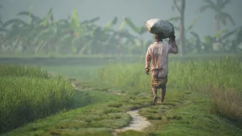 View of a man carrying a sack through fields in Bogura, Bangladesh. Video stock 334961531