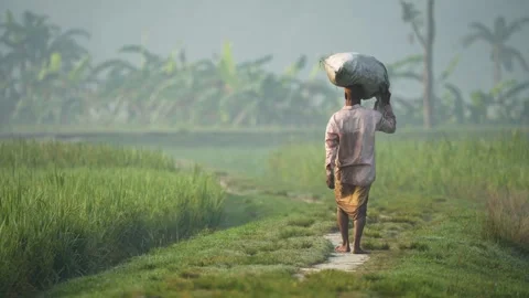 View of a man carrying a sack through green fields in Bangladesh. 스톡 동영상 334961647