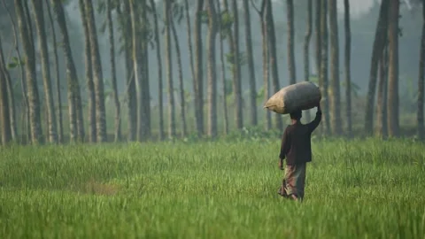 View of a man carrying a sack through a green field, Bangladesh. Video stock 334963408