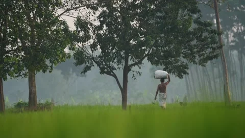 View of a man carrying a sack through misty green fields, Bangladesh. Video stock 334967622