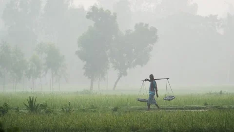 View of a man carrying a yoke through a misty field, Bangladesh. Stock Footage 335550235