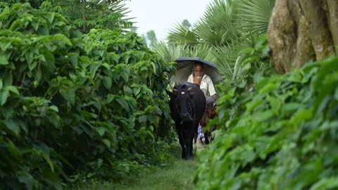 View of a man with cattle on a rural path in Bogura, Bangladesh. 스톡 동영상 334954899