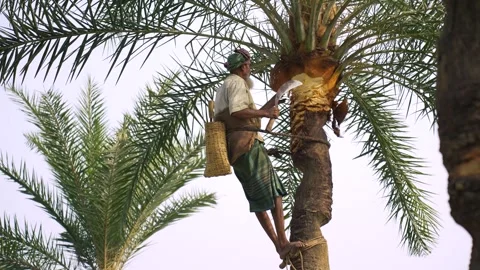 View of a man climbing a date palm tree in Natore, Bangladesh. Vídeos de archivo 335652242