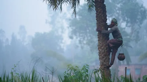 View of a man climbing a date palm tree in Natore, Bangladesh. Vídeo Stock 335652297