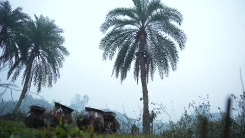 View of a man climbing a date palm tree in Natore, Bangladesh. Stock Footage 335652946