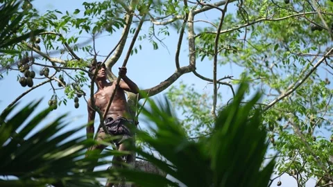 View of a man climbing a tree to harvest fruit, Bangladesh. 스톡 동영상 334945677