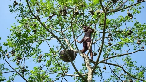 View of a man climbing a tree to harvest hog plums, Bangladesh. Video stock 334997685