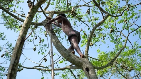 View of a man climbing a tree to harvest hog plums, Bangladesh. Stock-Footage 334997729