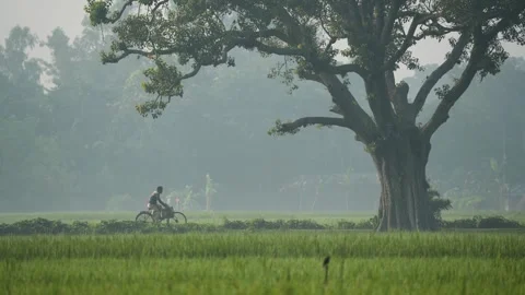 View of a man cycling past a large tree in Bogura, Bangladesh. Video stock 335551462