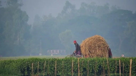 View of a man cycling with a straw load in Bogura, Bangladesh. Video stock 335598008