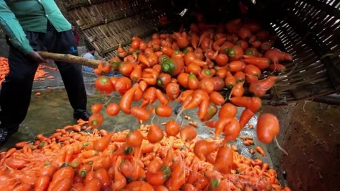View of a man driving a red tractor in a field, Bangladesh. Видео 337484946