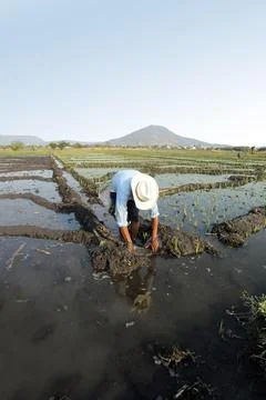 View of man farmer working in a rice field to stop the water Stock Photos