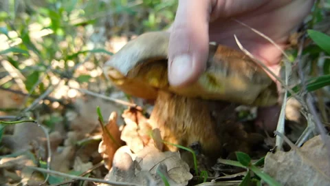 View of man hand while harvest porcini boletus mushroom in wild forest ecosystem Stock Footage 141693030