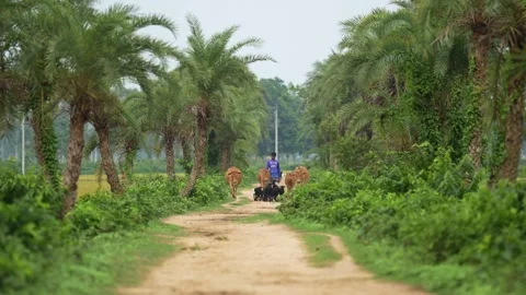 View of a man herding cattle along a path with palm trees, Bangladesh. Video stock 334980333