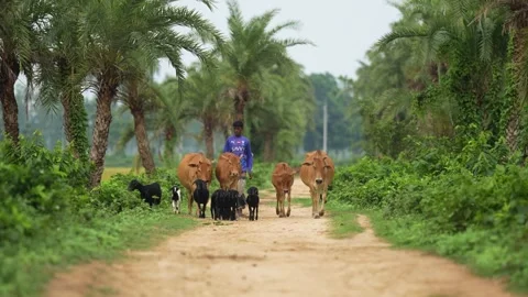 View of a man herding cattle on a rural path in Bogura, Bangladesh. Video stock 334980297