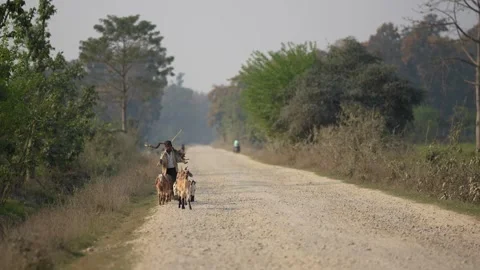 View of a man herding goats on a dusty rural road, Nepal. Video stock 335474978
