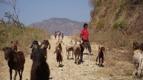 View of a man herding goats on a rural road, Nepal. Video stock 335467072