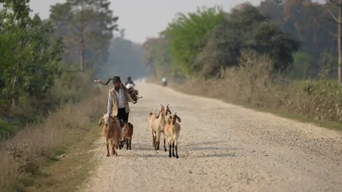 View of a man herding goats on a rural dirt road, Nepal. 스톡 동영상 335474970
