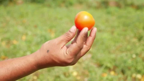 View of a man holding red tomato in hand Vídeo Stock 147688703
