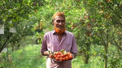 View of a man holding a tray of oranges in an orchard, Bangladesh. Video stock 334983991