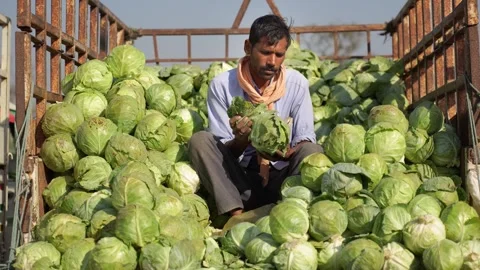 View of a man inspecting cabbages in a truck in Nepal. Stock Footage 335475455