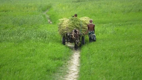 View of a man leading a donkey cart through green fields, Bangladesh. Video stock 335560461