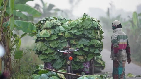 View of a man loading large green leaves onto a bicycle, Bangladesh. Stock Footage 335017703