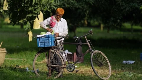 View of a man loading mangoes onto a bicycle, Bangladesh. Vídeos de archivo 336427478