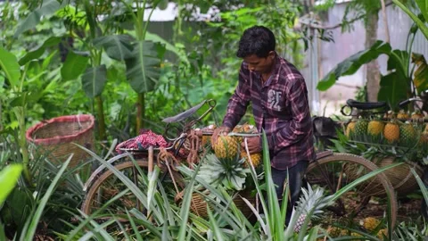 View of a man loading pineapples onto a bicycle, Bangladesh. Stock Footage 336428353