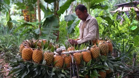 View of a man loading pineapples onto a bicycle, Bangladesh. Vidéo 336429040