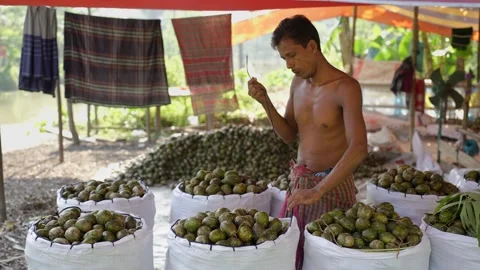 View of a man packing hog plums into sacks in Jhalakathi, Bangladesh. Stock Footage 334945381