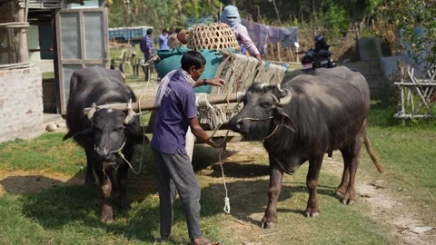 View of a man preparing a water buffalo cart in a rural area, Nepal. Video stock 335477424
