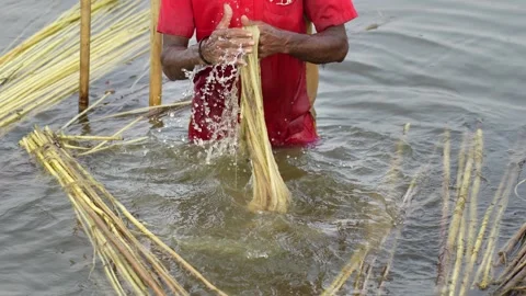 View of a man processing jute fibers in water, Bangladesh. Video stock 335558390
