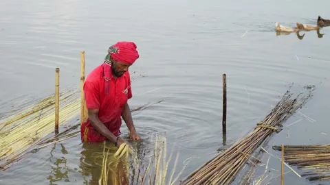 View of a man processing jute fibers in water, Bangladesh. Video stock 335558441