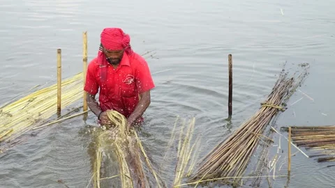 View of a man processing jute fibers in the water, Bangladesh. Stock Footage 335558487