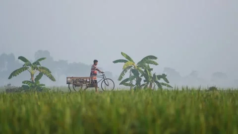 View of a man pushing a bicycle cart through misty fields, Bangladesh. Stockbeeldmateriaal 335588402