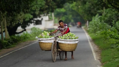 View of a man pushing a bicycle with green mangoes, Bangladesh. Stockbeeldmateriaal 336427556