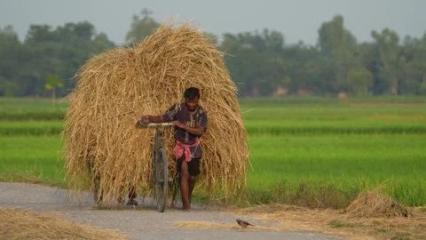 View of a man pushing a bicycle loaded with straw, Bangladesh. Stock Footage 334977646