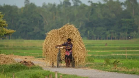View of a man pushing a bicycle loaded with hay in Bogura, Bangladesh. Video stock 334977709