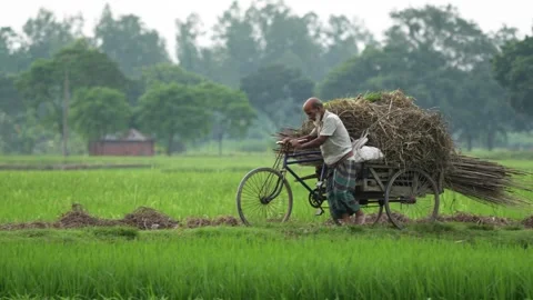 View of a man pushing a bicycle loaded with hay, Bangladesh. Video stock 334977863