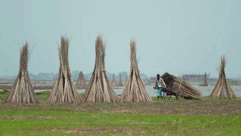 View of a man pushing a cart of jute bundles in Bangladesh. Video stock 335559036